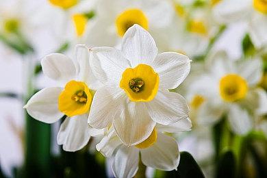 战略RPG 《虹月》2024年登陆NS 40小时游戏流程